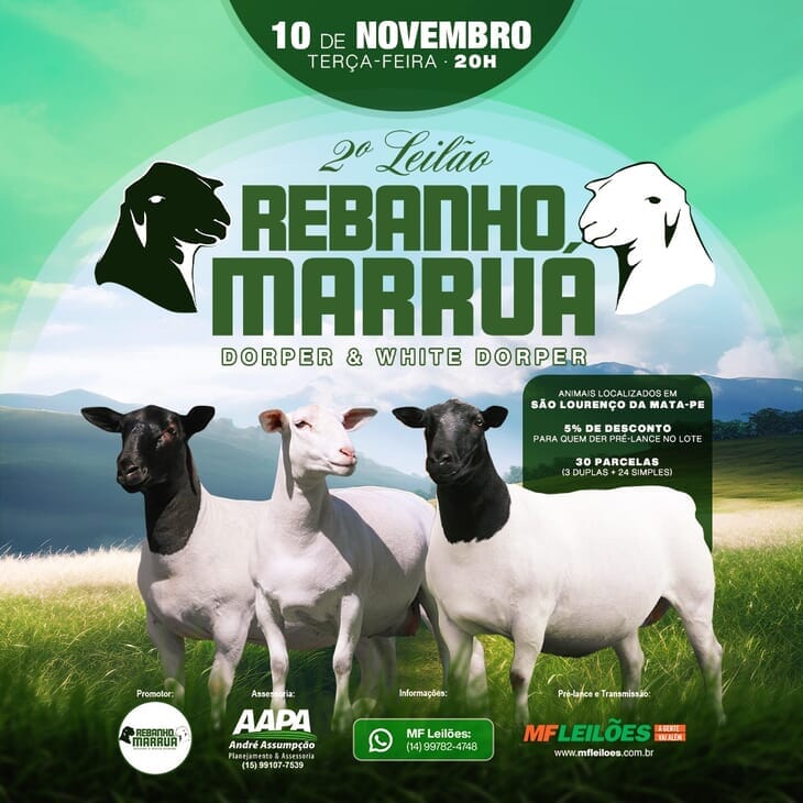 EM BREVE - 2° LEILÃO REBANHO MARRUÁ  EM BREVE - 2° LEILÃO REBANHO MARRUÁ