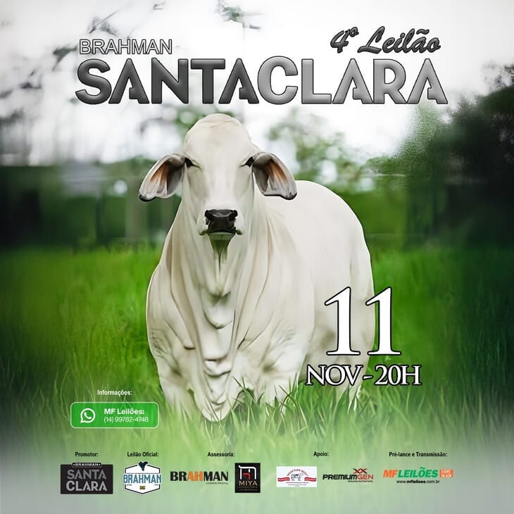 EM BREVE - 4° LEILÃO BRAHMAN SANTA CLARA EM BREVE - 4° LEILÃO BRAHMAN SANTA CLARA