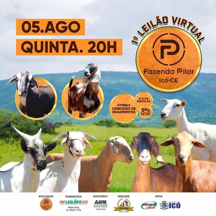 EM BREVE - LEILÃO VIRTUAL FAZENDA PILAR - OVINOS E CAPRINOS EM BREVE - LEILÃO VIRTUAL FAZENDA PILAR - OVINOS E CAPRINOS